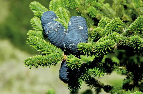 臺(tái)灣 繽紛生物多樣性的寶庫